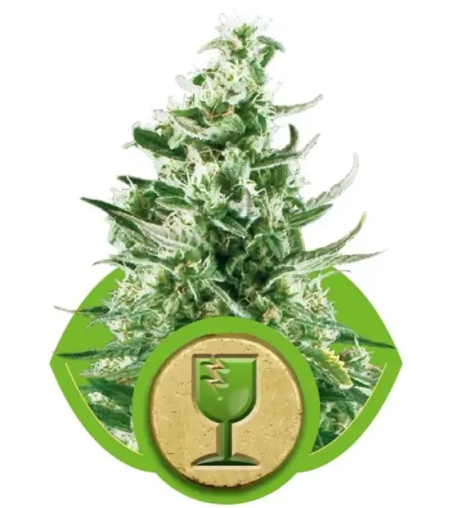 Royal Critical Automatic REBAJAS
