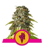 Cookies Gelato REBAJAS