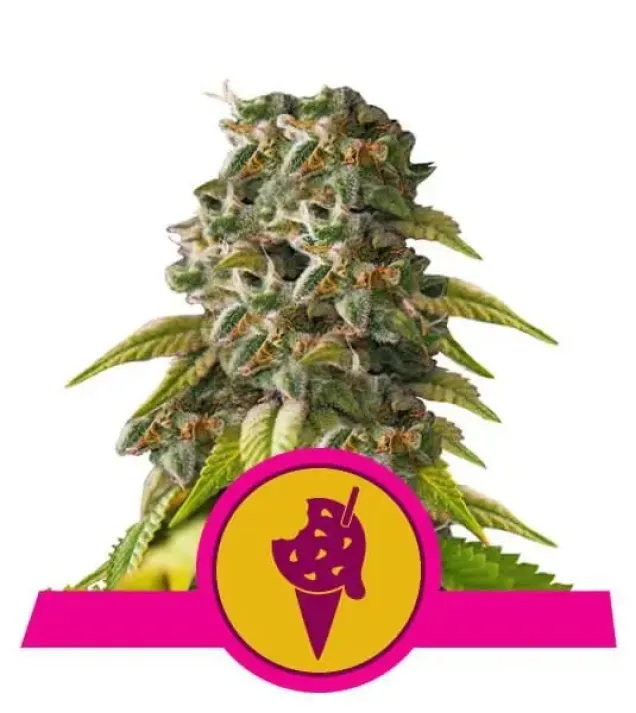 Cookies Gelato REBAJAS