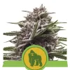 Royal Gorilla Automatic REBAJAS