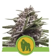 Royal Gorilla Automatic REBAJAS