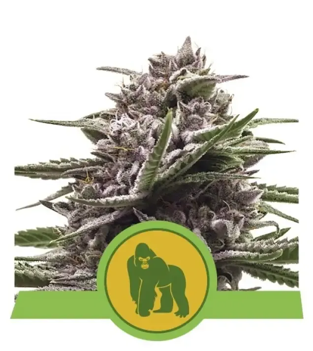 Royal Gorilla Automatic REBAJAS