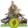 Cookies Gelato Auto REBAJAS