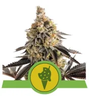 Cookies Gelato Auto REBAJAS
