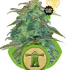 Royal Haze Automatic REBAJAS