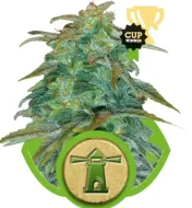 Royal Haze Automatic REBAJAS