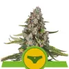 Sherbet Queen Automatic REBAJAS