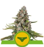 Sherbet Queen Automatic REBAJAS