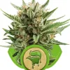 Sweet Skunk Automatic REBAJAS