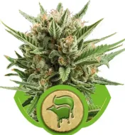 Sweet Skunk Automatic REBAJAS