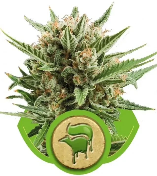 Sweet Skunk Automatic REBAJAS