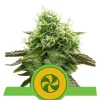Sweet ZZ Auto REBAJAS