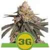 Triple G Auto REBAJAS