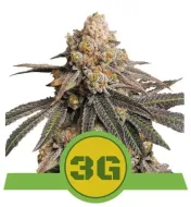 Triple G Auto REBAJAS