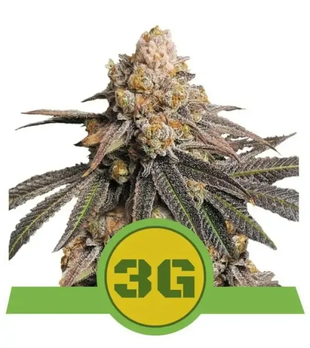 Triple G Auto REBAJAS