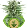 Easy Bud REBAJAS