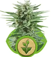 Easy Bud REBAJAS