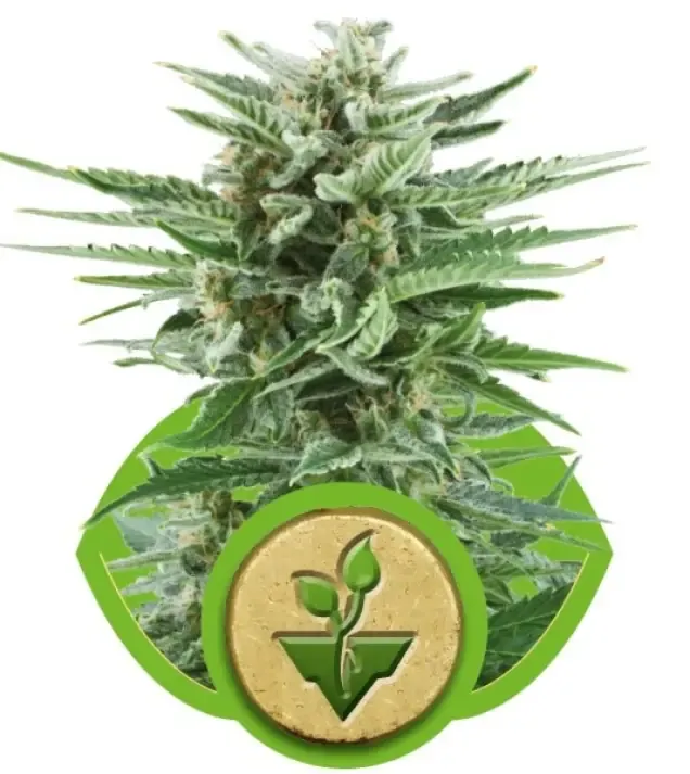 Easy Bud REBAJAS