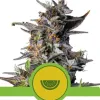 Watermelon Automatic REBAJAS