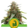 Hulkberry Auto REBAJAS