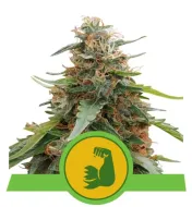 Hulkberry Auto REBAJAS