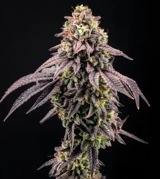 Biscotti Gelato