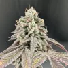 Garlic Mint Sherbet