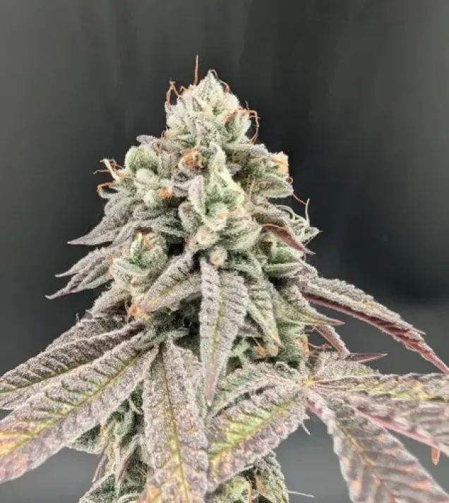 Garlic Mint Sherbet