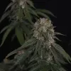 GG4