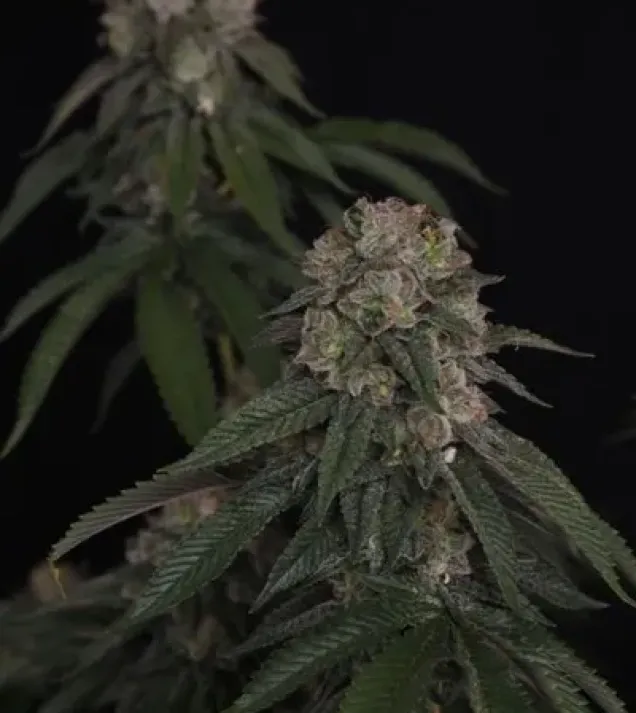 GG4