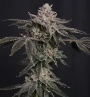 Z42