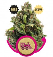 Candy Kush Express (Fast Flowering)