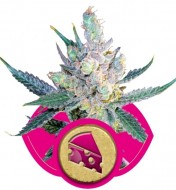 Royal Cheese Fast Version