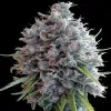 Killer A5 Haze REBAJAS