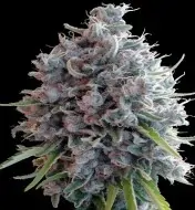 Killer A5 Haze REBAJAS
