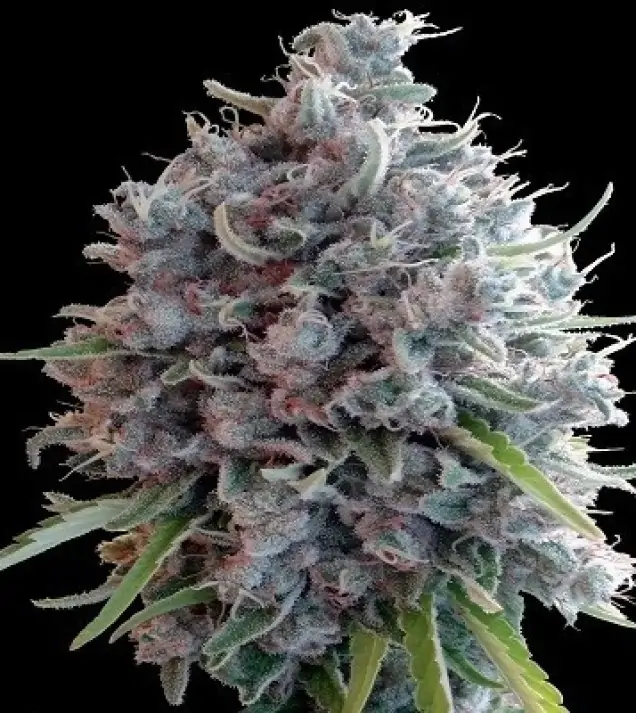 Killer A5 Haze REBAJAS