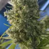 Killer A5 Haze REBAJAS