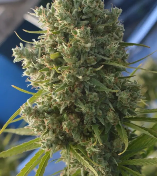 Killer A5 Haze REBAJAS