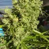 Killer A5 Haze REBAJAS