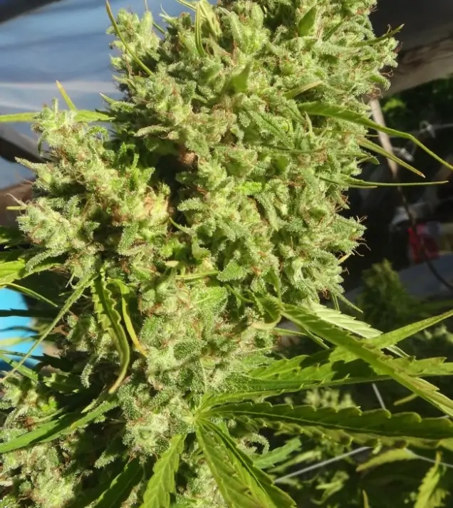 Killer A5 Haze REBAJAS