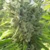 Killer A5 Haze REBAJAS