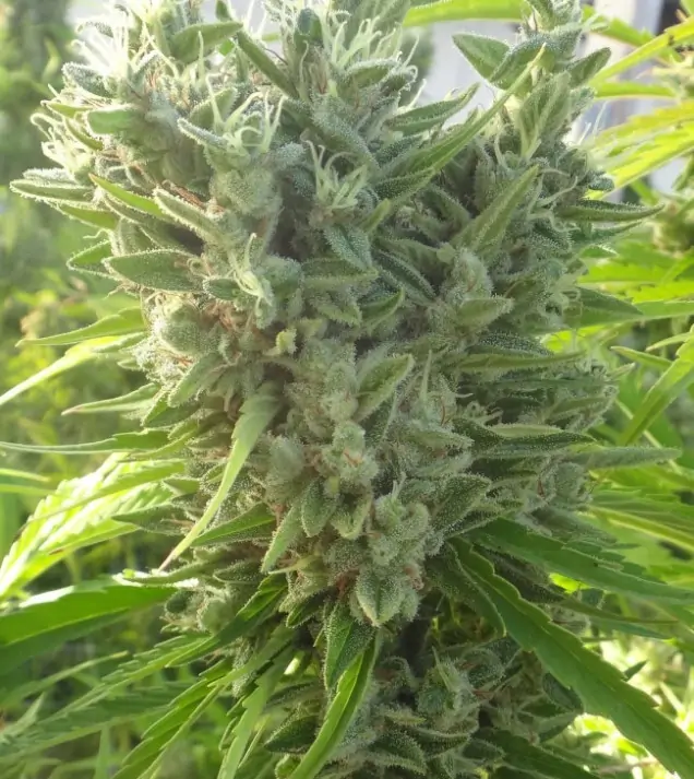 Killer A5 Haze REBAJAS