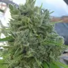 Killer A5 Haze REBAJAS