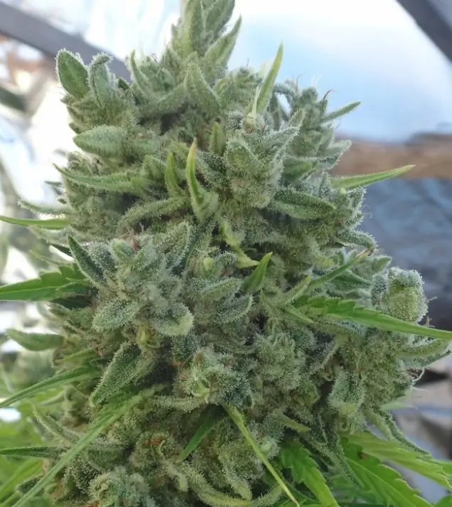 Killer A5 Haze REBAJAS