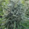 Killer A5 Haze REBAJAS