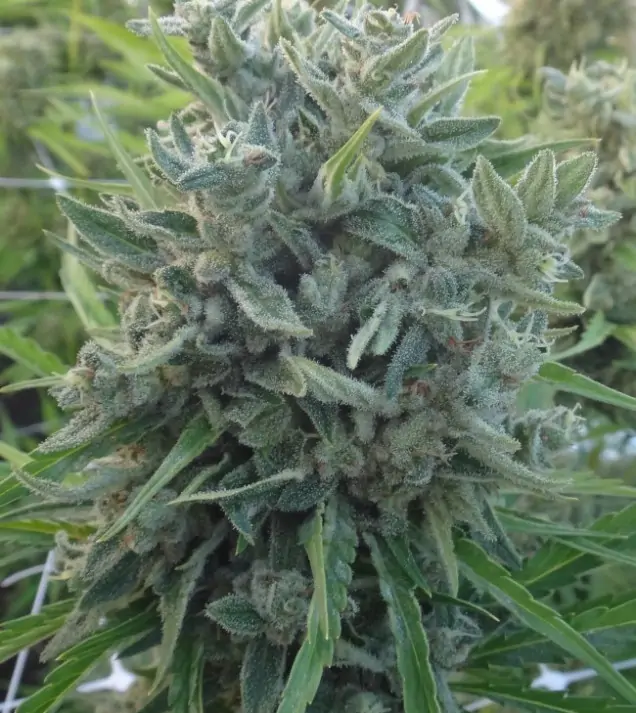 Killer A5 Haze REBAJAS