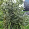 Killer A5 Haze REBAJAS
