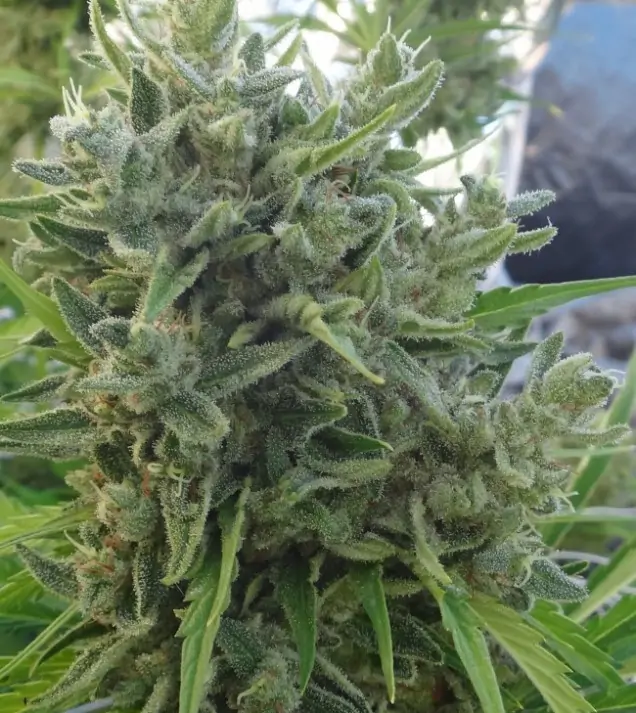 Killer A5 Haze REBAJAS