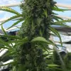 Killer A5 Haze REBAJAS