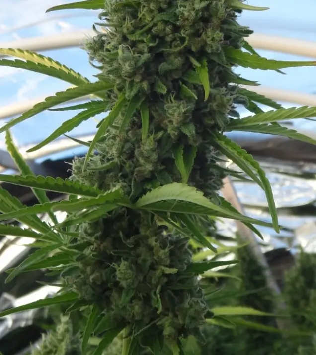 Killer A5 Haze REBAJAS